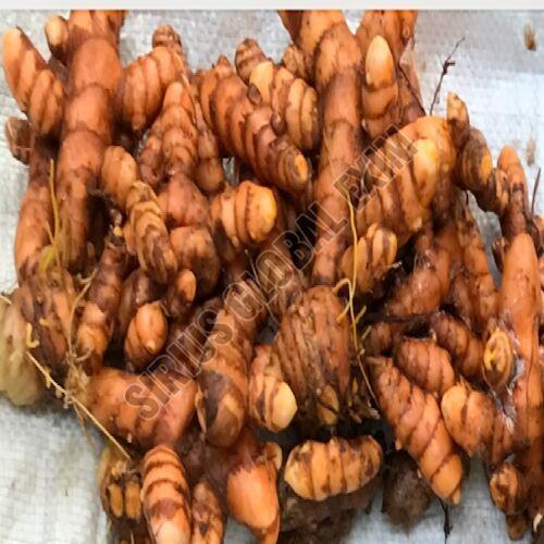 Fresh Turmeric Rhizomes