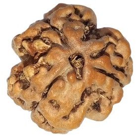 Natural 3 Mukhi Nepali Rudraksha