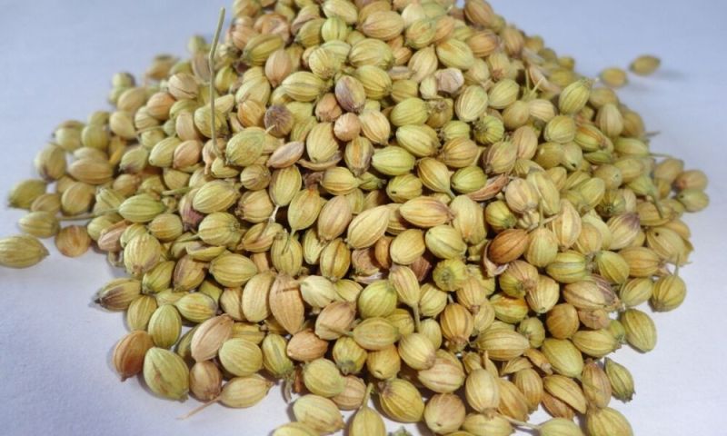 coriander seeds