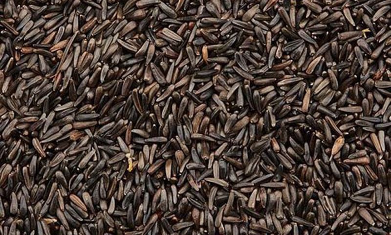 Niger Seed