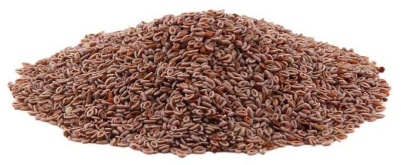 Psyllium Seeds