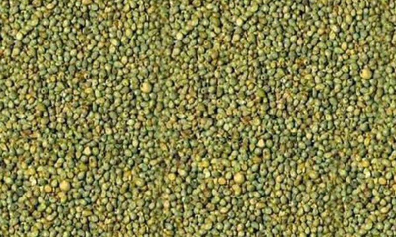 Yellow Green Millet