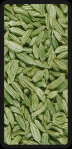 Organic Fennel Seeds