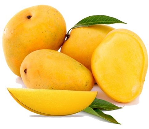 Fresh Mango, Variety : Kesar, Alphonso