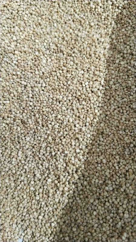 Quinoa Seed