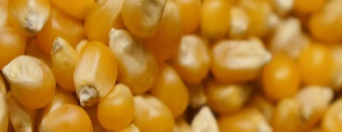yellow maize