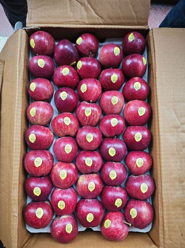 Shimla Apple
