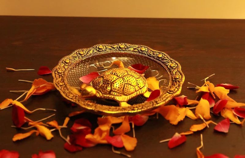 Tortoise On Glass Plate