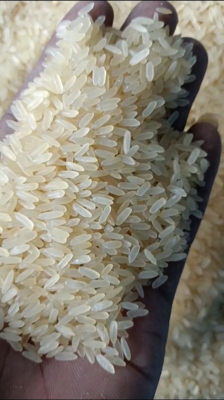 IR 36 Rice