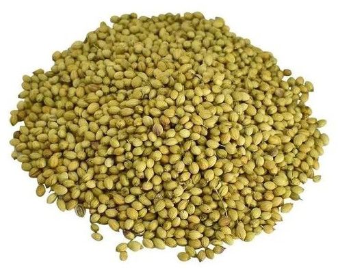 Green A Grade Dried Coriander Seeds