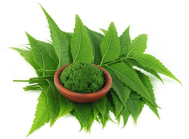 neem leaves powder