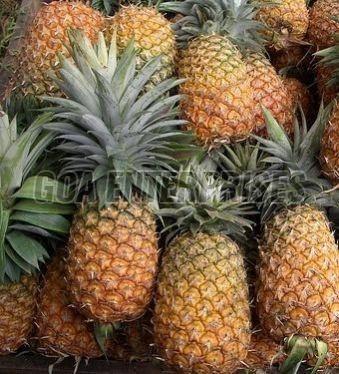 Fresh Pineapple for Direct Consumption, Salads, Smoothies