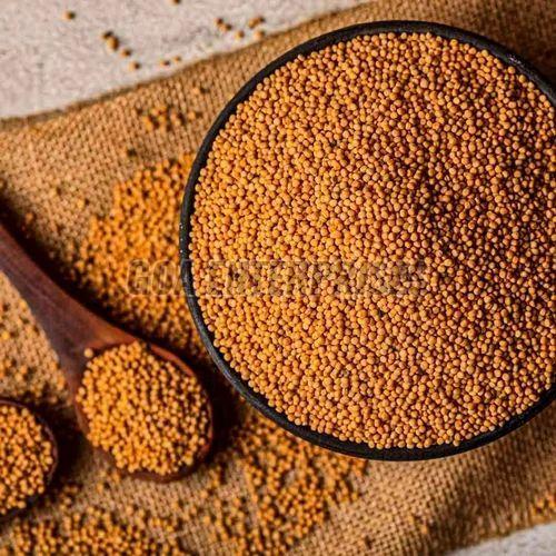 Yellow Mustard Seeds, Packaging Size : 25-50kg 9% Food Grade
