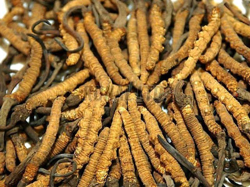 Cordyceps Sinensis