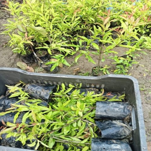Pomegranate Plant, Color : Green Leaves, Red Flowers