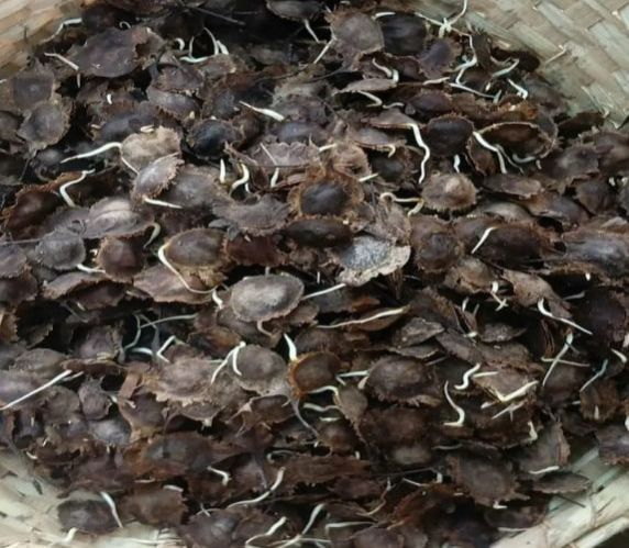 Red Sandalwood Seeds
