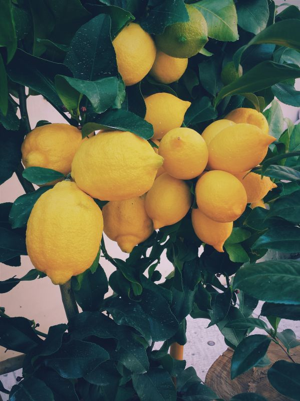 Fresh Yellow Lemon