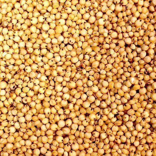 Sorghum Millet Seeds, Color : Brown, Packaging Type : Bag