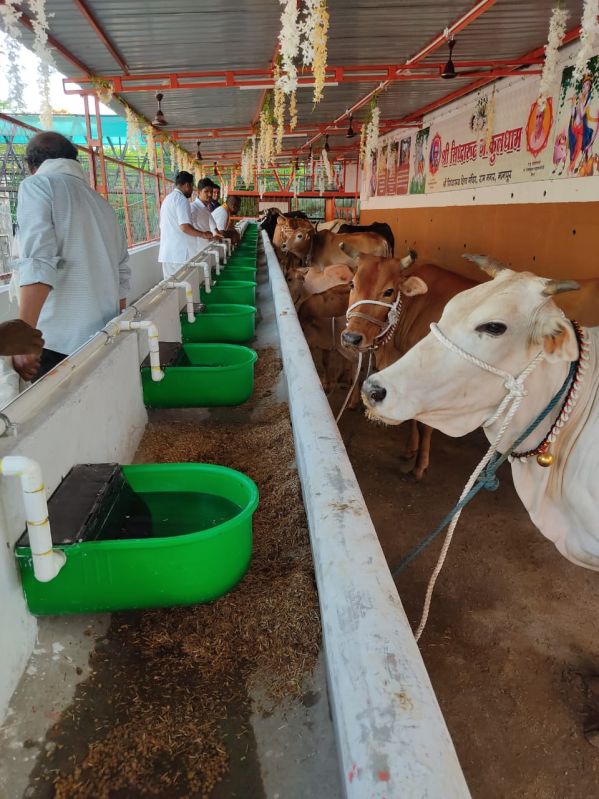 Cow Automatic Drinker