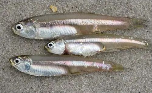 Fresh Nethili Fish