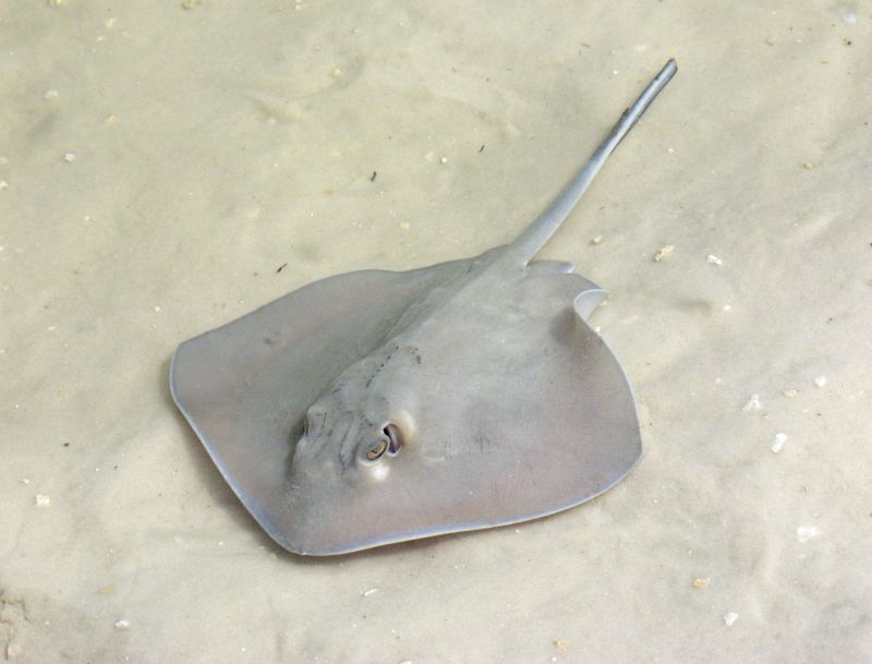 Fresh Stingray Fish
