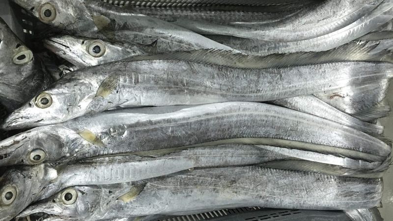 Fresh Silver Ribbon Fish