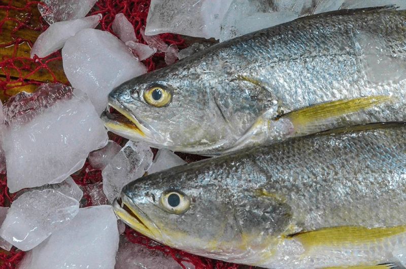 Fresh Tiger Tooth Croaker Fish