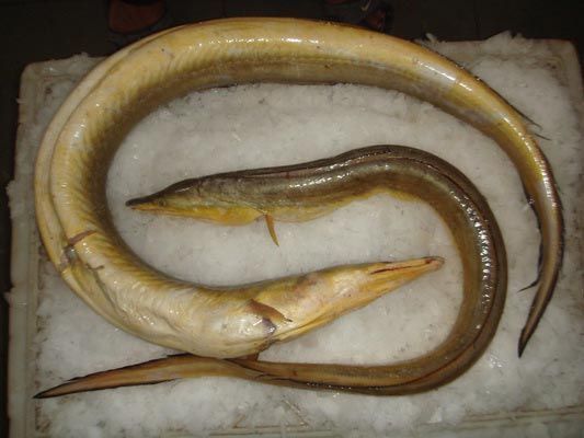 Fresh Yellow Eel Fish