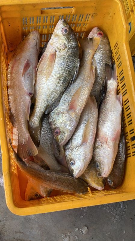 Fresh Yellow Snapper Fish