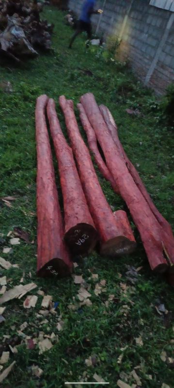 Red Sandal Wood