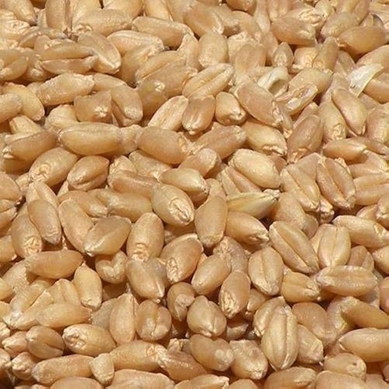 wheat seeds