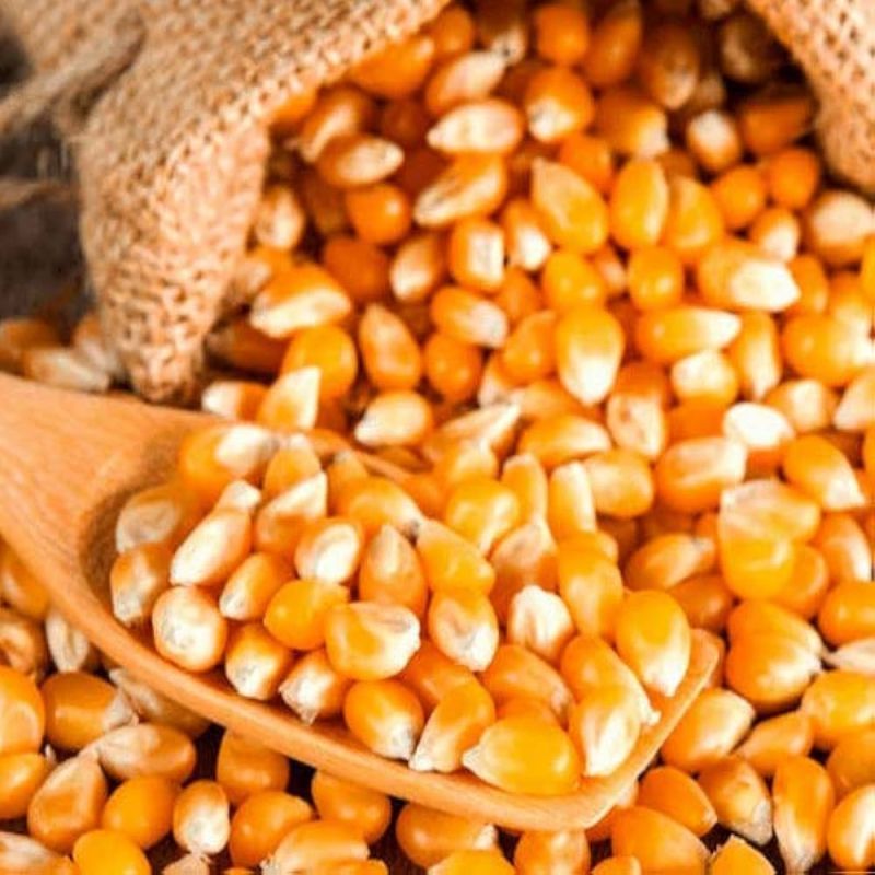 Yellow Maize Seeds