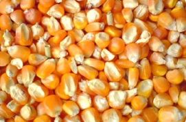 Corn Maize, Color : Yellow