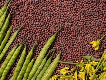 Mustard Seeds for Cooking, Seasoning, Pickling