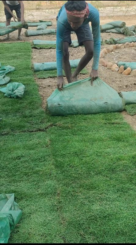 Playground Natural Grass