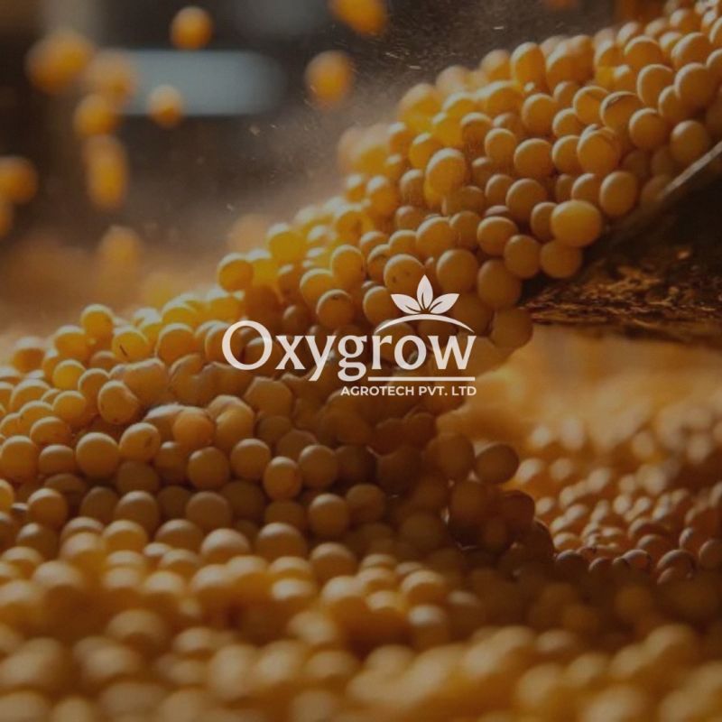 Yellow Mustard Seeds