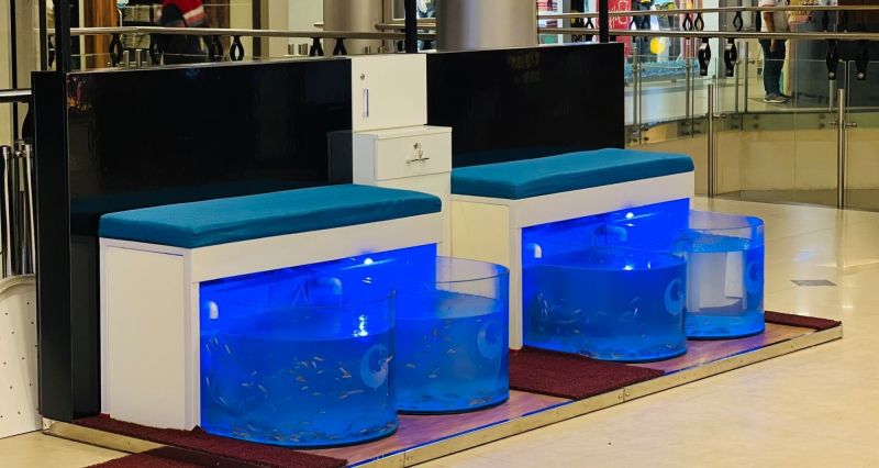 4 Seater Fish Spa Setup