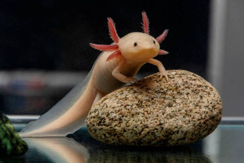 Axolotl Aquarium Fish