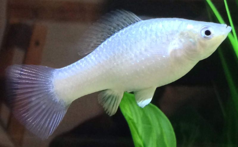 Molly Aquarium Fish
