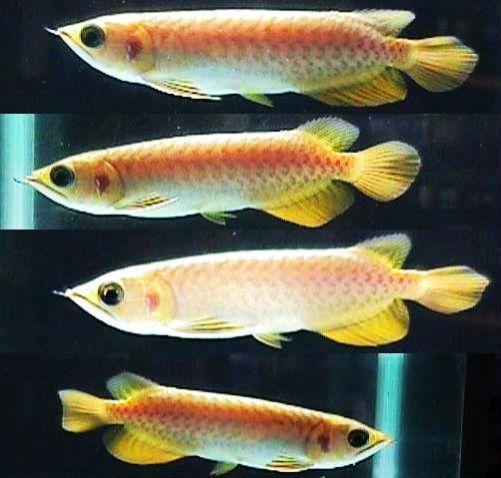 Silver Arowana Aquarium Fish