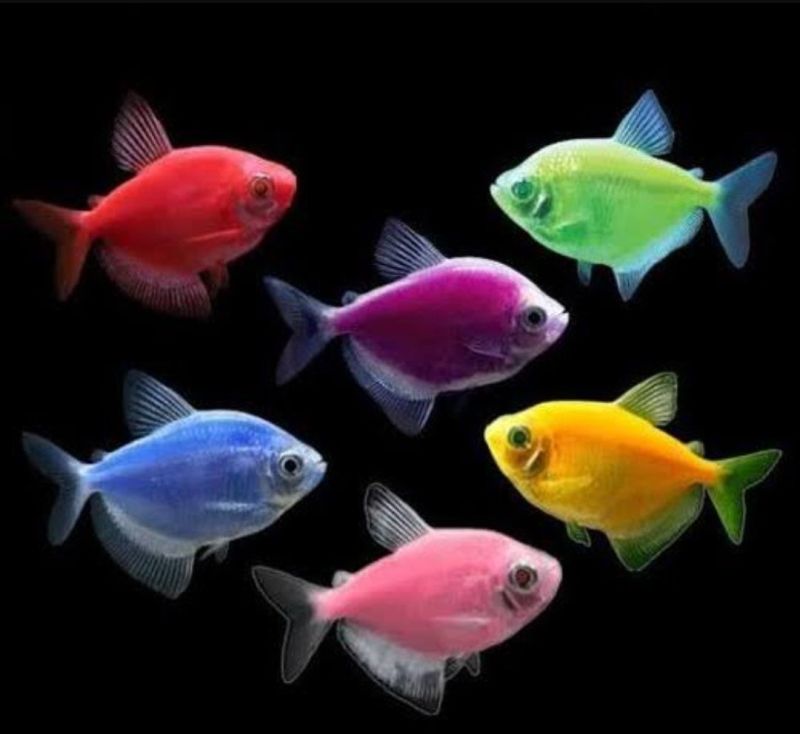 Widow Tetra Aquarium Fish