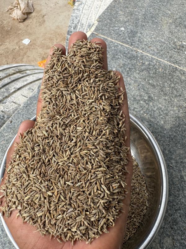 Singapore Quality Cumin Seeds