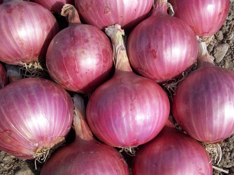 fresh red onion