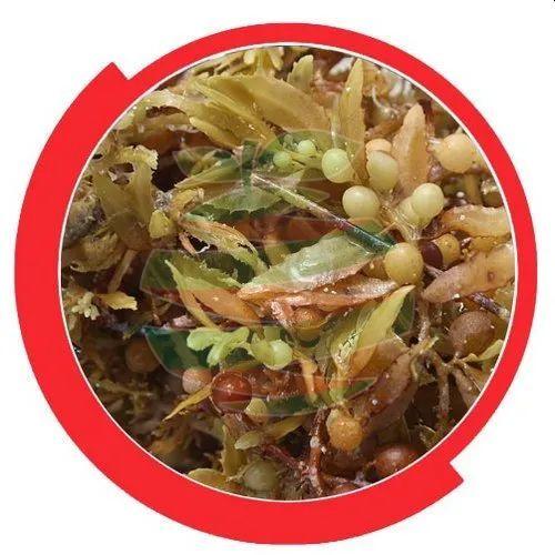 Liguid Seaweed  Bio Stimulant Plant