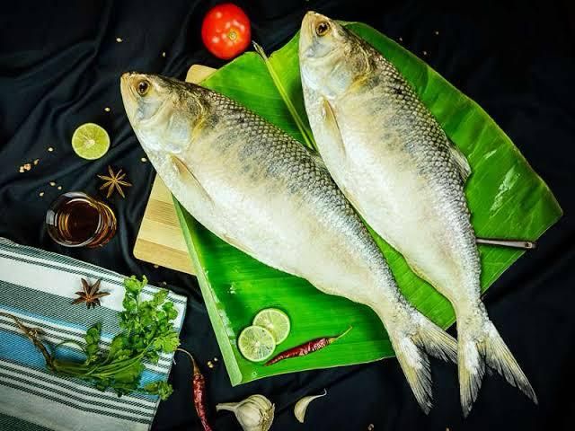Fresh Hilsa Fish