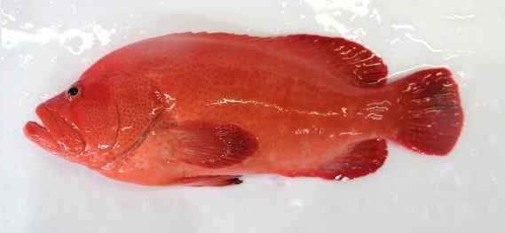 Fresh Tomato Grouper Fish