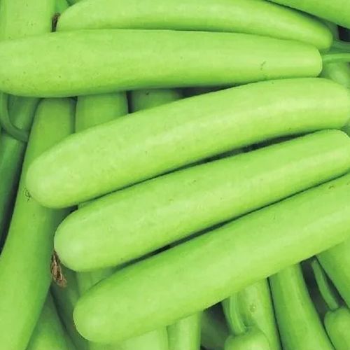 Green Fresh Bottle Gourd, Cultivation Type : Organic for Cooking