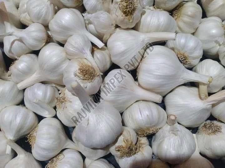 Fresh White Garlic