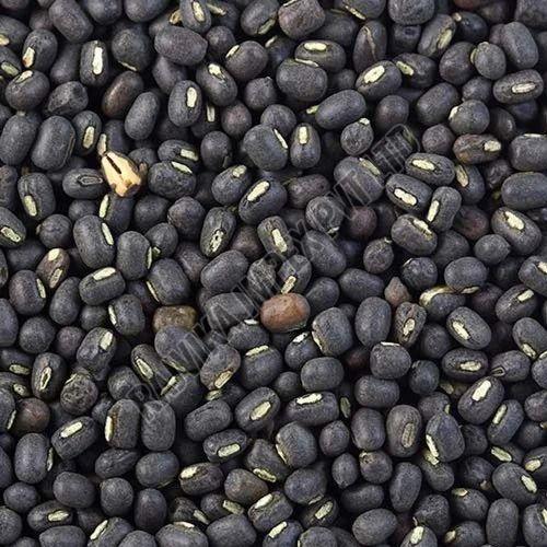 Black Sabut Urad Dal, Packaging Size : 25-50kg for Cooking