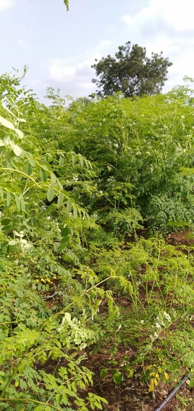 Moringa Dried Leaves